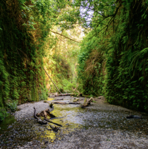 day hikes redwood national park